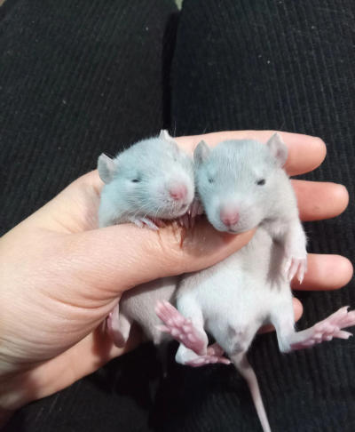 玫瑰花怎么养才不会枯萎，掌握浇水施肥技巧，轻松延长花期