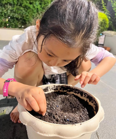 玫瑰花怎么养才不会枯萎，掌握浇水施肥技巧，轻松延长花期