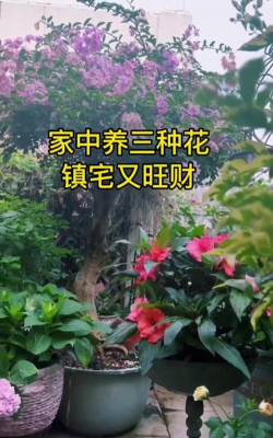玫瑰花怎么养才不会枯萎，掌握浇水施肥技巧，轻松延长花期