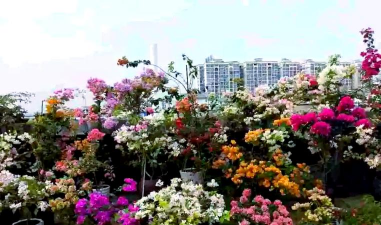 家庭养花用生根粉