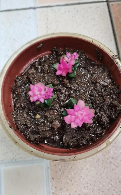 家庭养花用生根粉