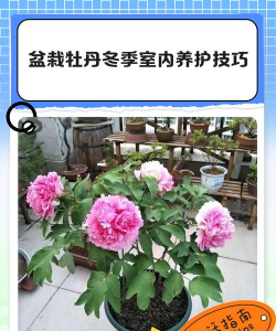 洛阳牡丹冬天如何养护