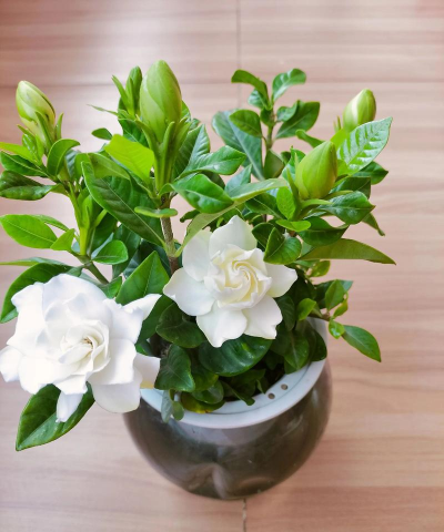 玫瑰花怎么养才不会枯萎，掌握浇水施肥技巧，轻松延长花期