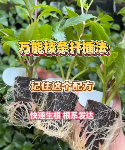 玫瑰花怎么养才不会枯萎，掌握浇水施肥技巧，轻松延长花期