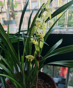 玫瑰花怎么养才不会枯萎，掌握浇水施肥技巧，轻松延长花期