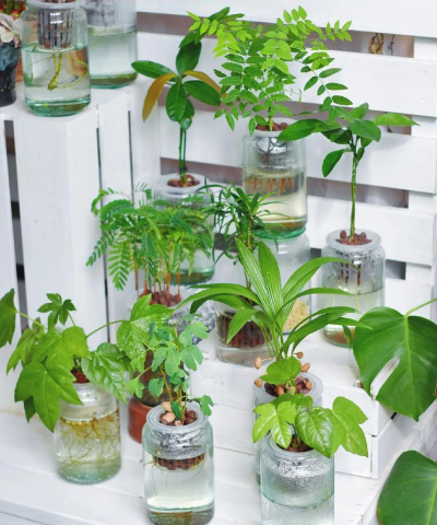 家庭养花用生根粉