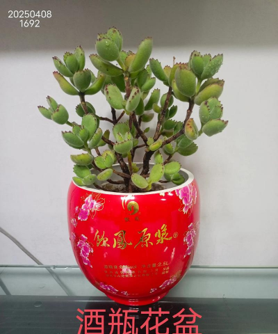 柿树虫病防治，识别常见虫害，掌握有效方法