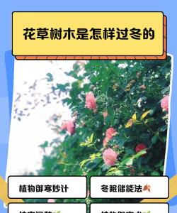 养护六招 让你的花木安全过冬 养护六招 让你的花木安全过冬