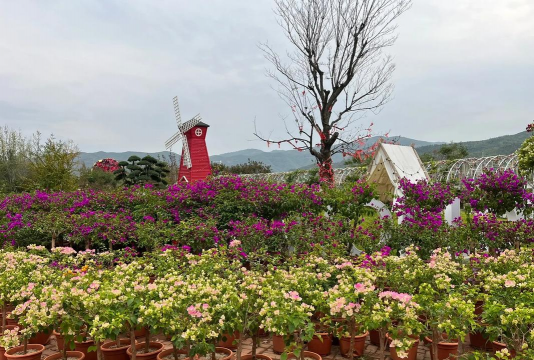 家庭养花用生根粉