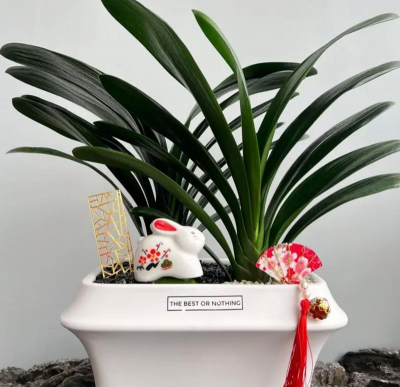 家庭养花用生根粉