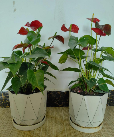 无土栽培技术，突破土壤限制，开启高效种植新篇章