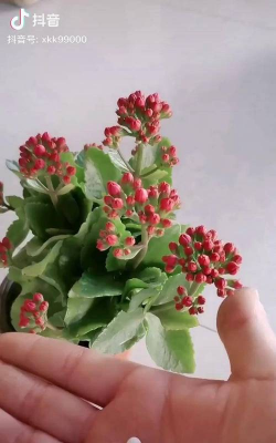 无土栽培技术，突破土壤限制，开启高效种植新篇章