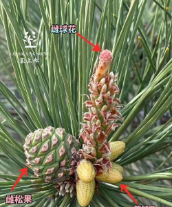 松树球怎么养花