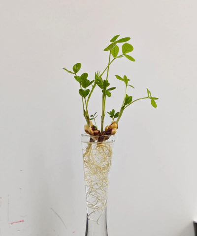 绯花玉怎么养，掌握关键技巧，轻松养出好状态