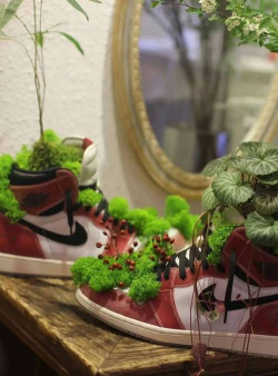 家庭养花用生根粉