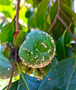 谨防柿树蒂虫病