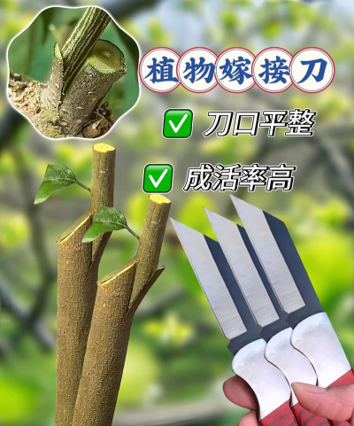 芍药花怎么养，掌握关键要点，花开更鲜艳