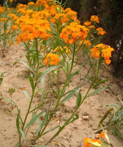 桂竹香是什么花卉