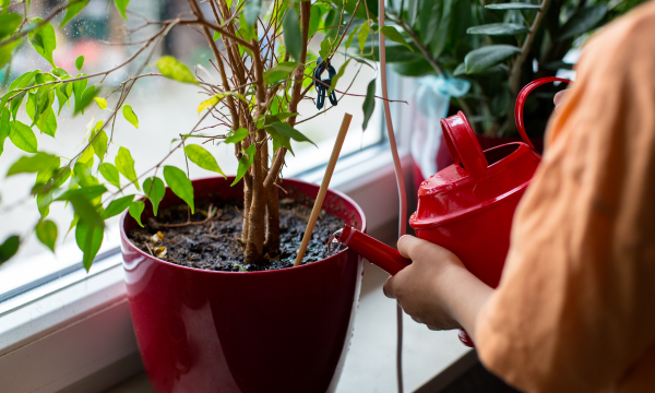 绿化景观设计，提升环境品质，创造宜人空间