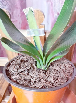 葡萄栽培，掌握关键技术，实现优质丰产