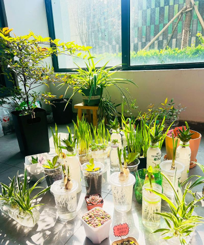 阳光养花阳光养