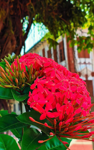 葡萄栽培，掌握关键技术，实现优质丰产