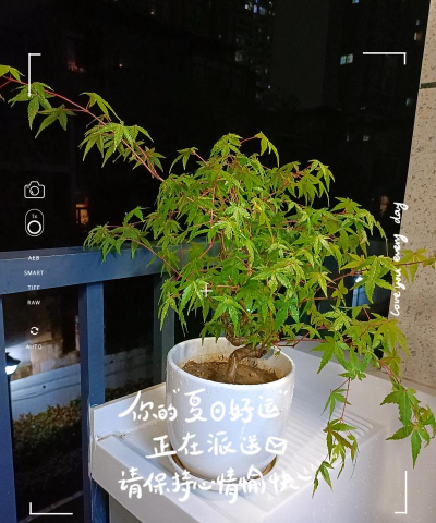 绿化景观设计，提升环境品质，创造宜人空间