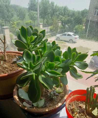 柿树虫病防治，识别常见虫害，掌握有效方法