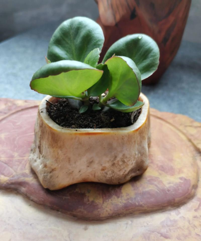 柿树虫病防治，识别常见虫害，掌握有效方法