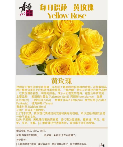 葡萄栽培，掌握关键技术，实现优质丰产