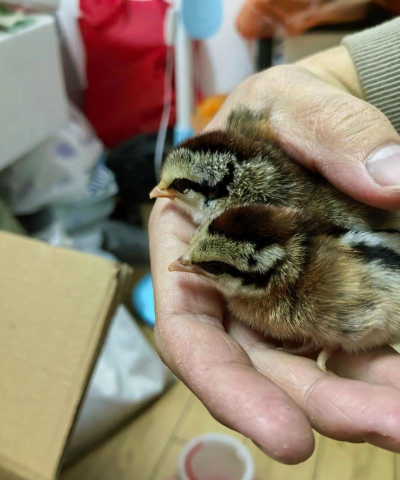 葡萄栽培，掌握关键技术，实现优质丰产