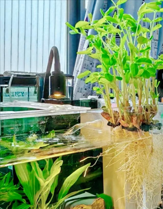 葡萄栽培，掌握关键技术，实现优质丰产