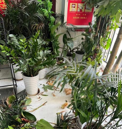 柿树虫病防治，识别常见虫害，掌握有效方法