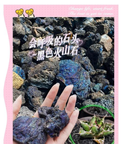 玫瑰花怎么养才不会枯萎，掌握浇水施肥技巧，轻松延长花期
