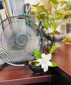 玫瑰花怎么养才不会枯萎，掌握浇水施肥技巧，轻松延长花期