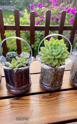 玫瑰花怎么养才不会枯萎，掌握浇水施肥技巧，轻松延长花期