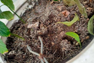 玫瑰花怎么养才不会枯萎，掌握浇水施肥技巧，轻松延长花期