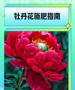 秋季如何给牡丹追肥