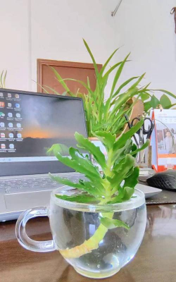 庭院景观绿化设计，打造舒适空间，提升生活品质