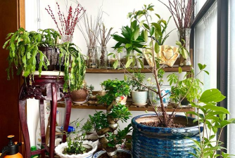 家庭养花用生根粉