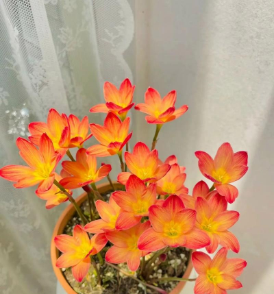 柿树虫病防治，识别常见虫害，掌握有效方法