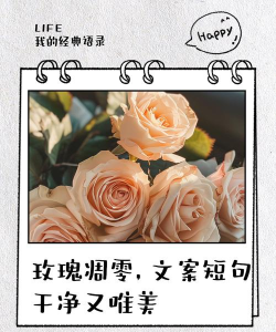 无土栽培技术，突破土壤限制，开启高效种植新篇章