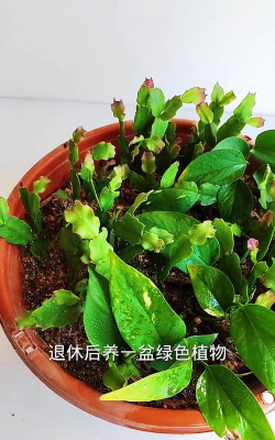 柿树虫病防治，识别常见虫害，掌握有效方法