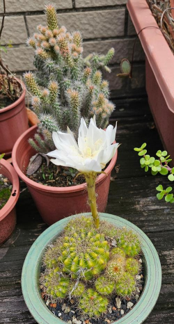 玫瑰花怎么养才不会枯萎，掌握浇水施肥技巧，轻松延长花期