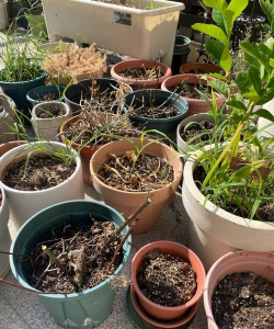 家庭养花用生根粉