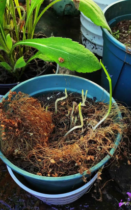 家庭养花用生根粉