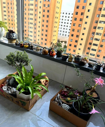 玫瑰花怎么养才不会枯萎，掌握浇水施肥技巧，轻松延长花期