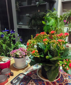 家庭养花用生根粉