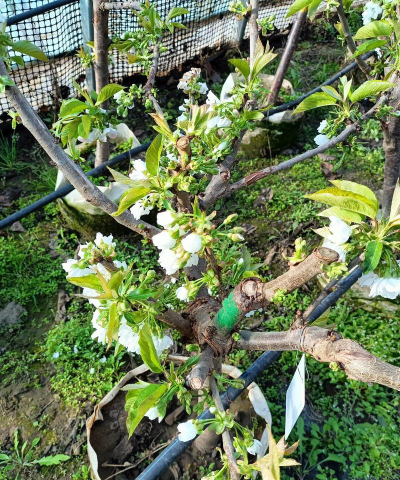 锦绣春天怎么养花