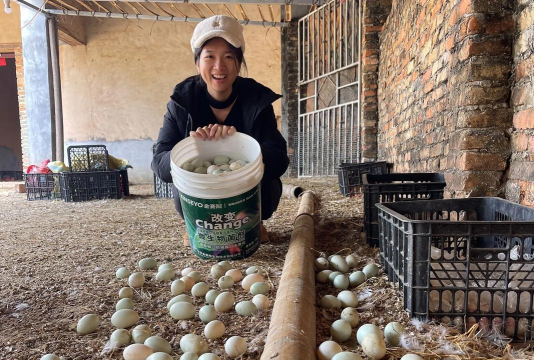 农村散养花鸭蛋